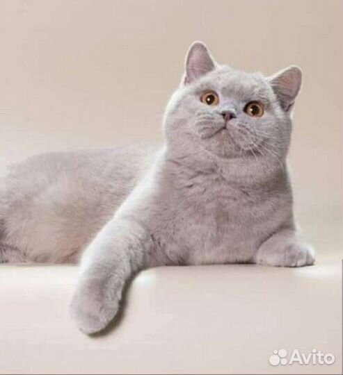 Шикарная британская девочка