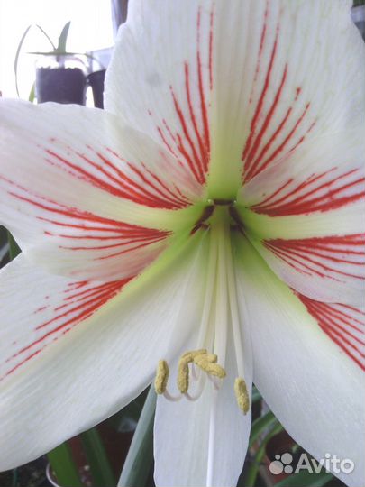 Гиппеаструм амариллис