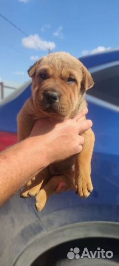 Щенки шарпей