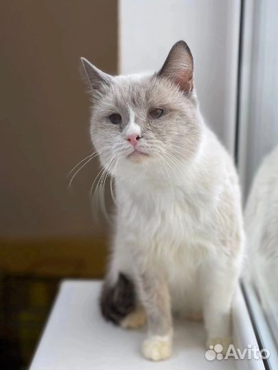 Кот Маркиз