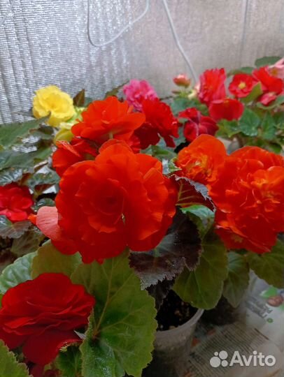 Бегония Ное стоп