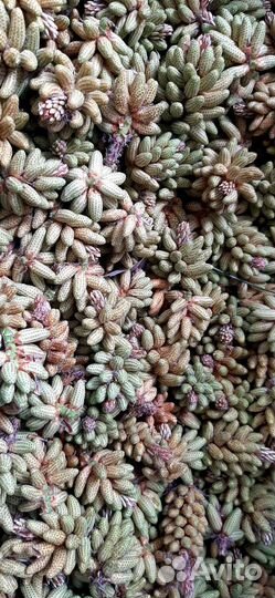 Пыльца сосны (сосновая пыльца)