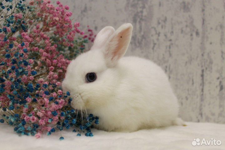 Кролик гермелин