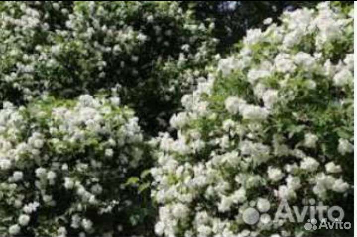 Жасмин махровый