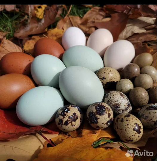 Инкубационные яйца кур и перепелов разных пород