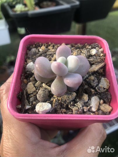 Суккуленты