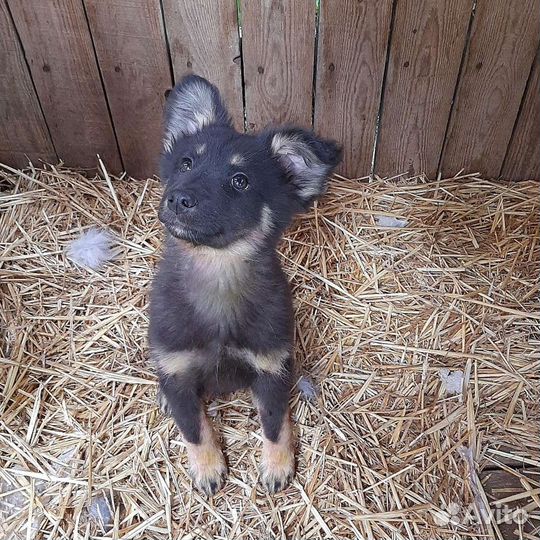 Привитые щенки из приюта