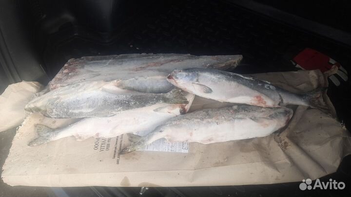 Горбуша от 22кг