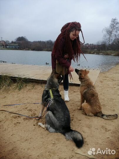 Выгул собак Левобережный