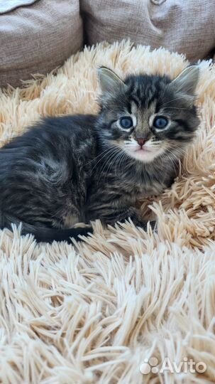 Котята ищут дом