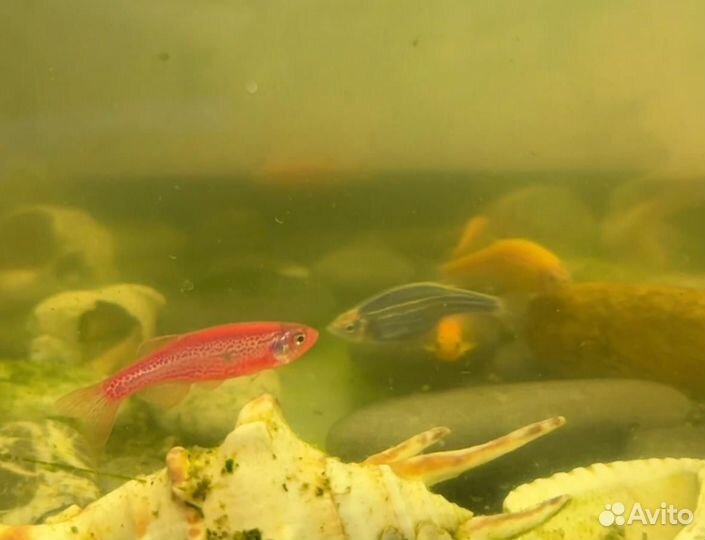 Аквариум с рыбками и оснащением