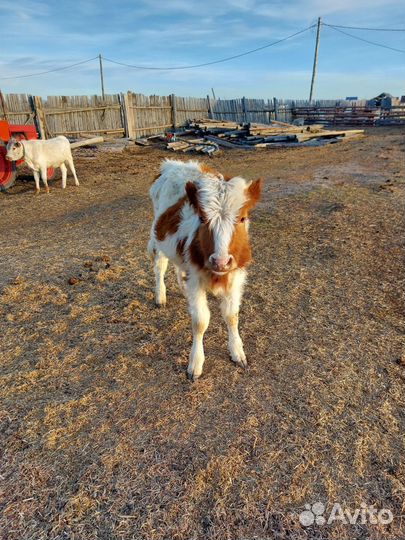 Телята бычки и телки