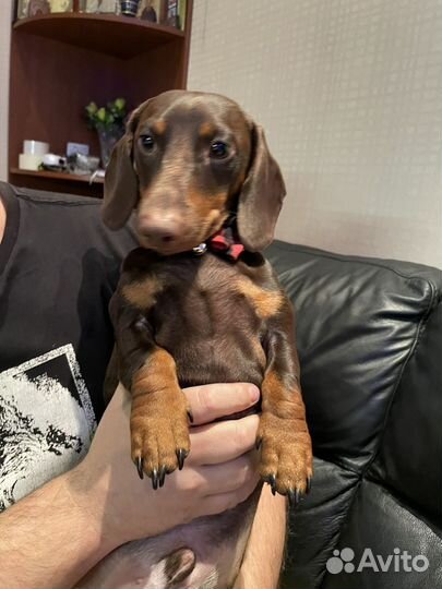 Кобель на вязку