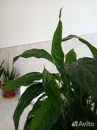 Спатифиллум / Лилия мира