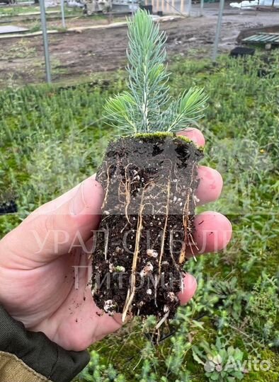 Голубая ель с зкс сеянцы