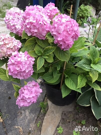 Гортензия крупнолистная саженцы