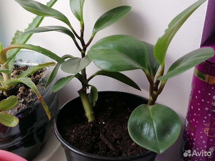 Комнатные цветы