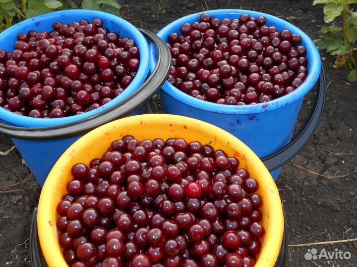 Вишня свежесобранная