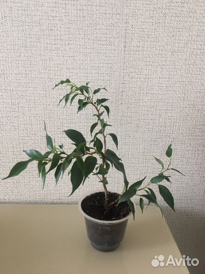 Фикус Наташа