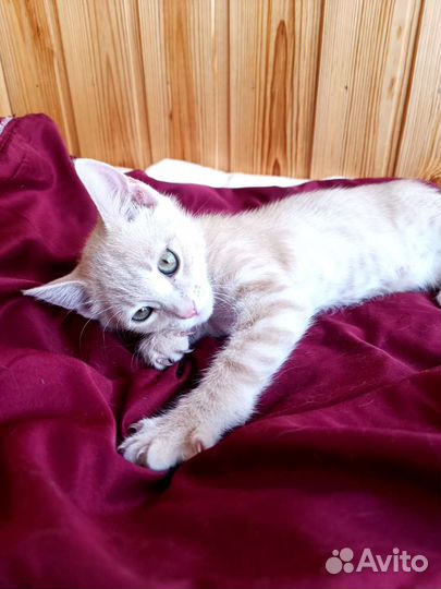 Котёнок 2 мес., мальчик