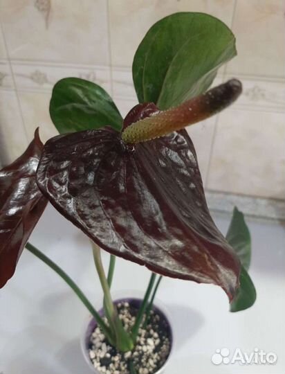 Антуриум Блек Париж