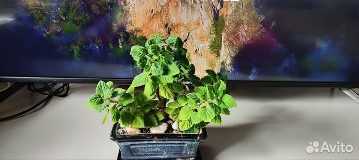 Плекрантус каудексный (бонсай)