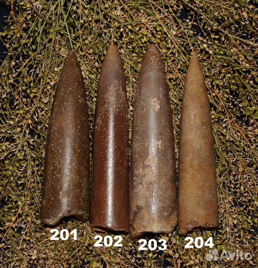 Белемниты, Ортоцерасы, Эндоцерасы, наутилусы