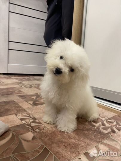 Корм для собак