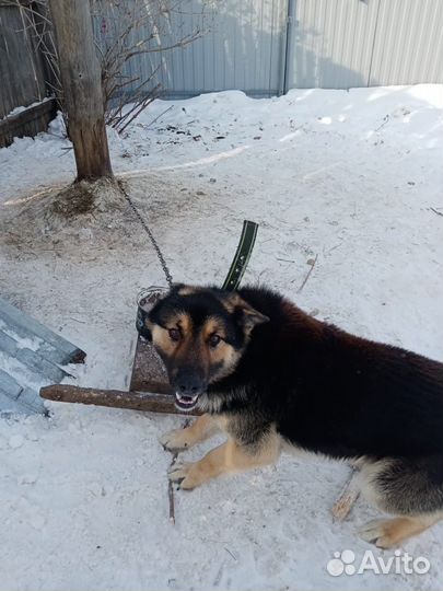 Собака в добрые руки отдам бесплатно