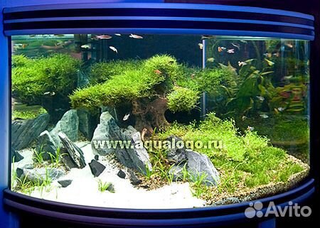 Обслуживание, запуск, оформление аквариума, пруда