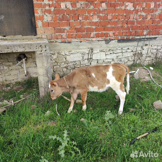 Корова и телёнок