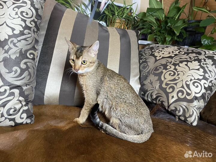 Чаузи Котик Афиноген