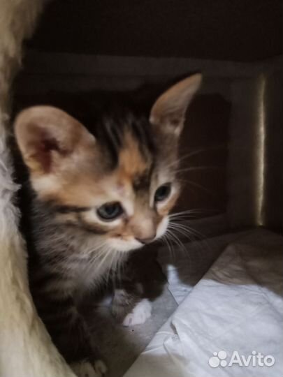 Котята в добрые руки бесплатно