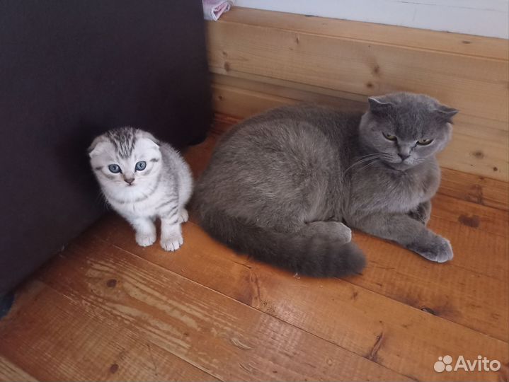 Шотландские котята