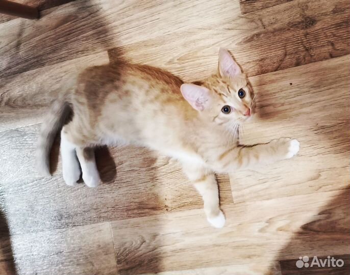 Котята в добрые руки приучены к лотку мальчики
