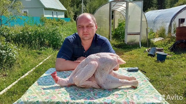 Индюшиное мясо домашнее