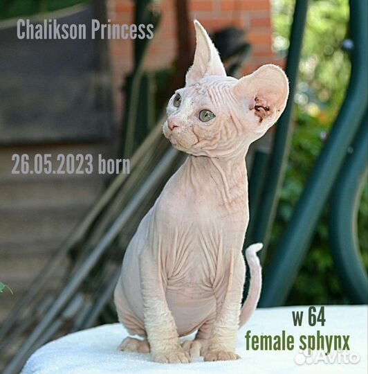 Канадский сфинкс девочка