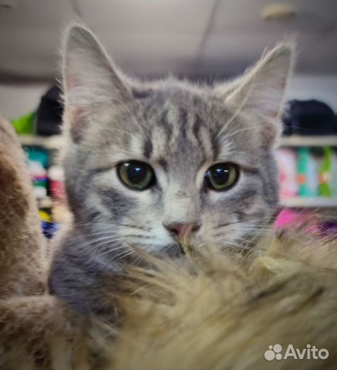 Котёнок в беде