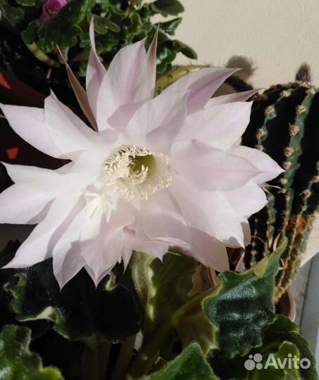 Комнатные цветы