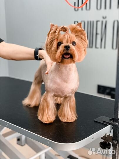 Стрижка собак и кошек модели