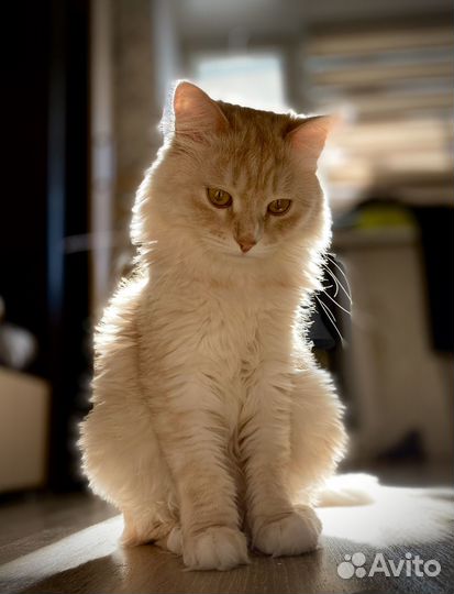 Умный домашний котик в самые добрые руки