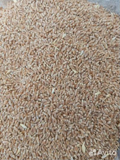 Ячмень Пшеница