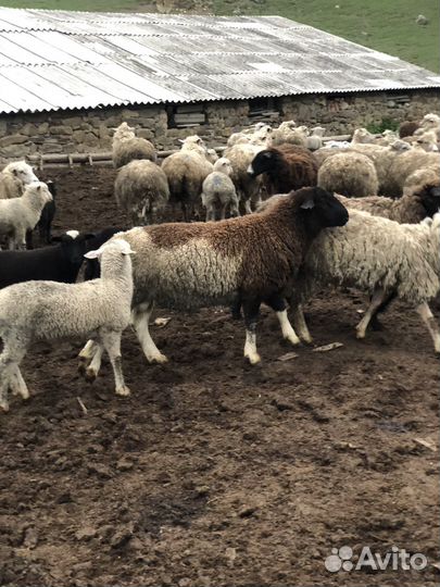 Бараны дорпер