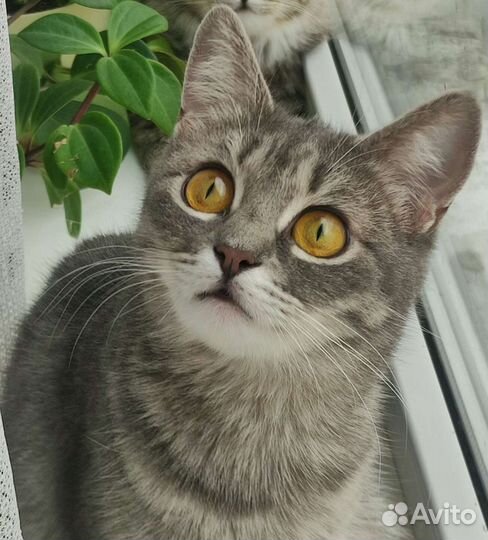 Кошечка 1,9г, метис, стерилизована