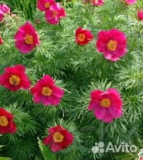 Пион Марьин корень