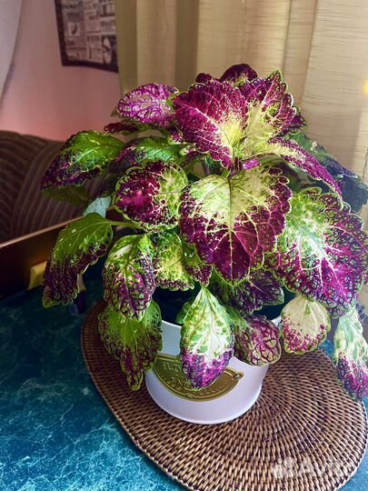 Колеус Аватар