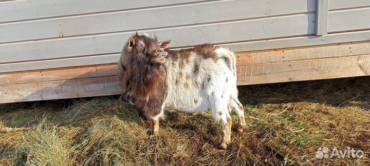 Камерунский козлик