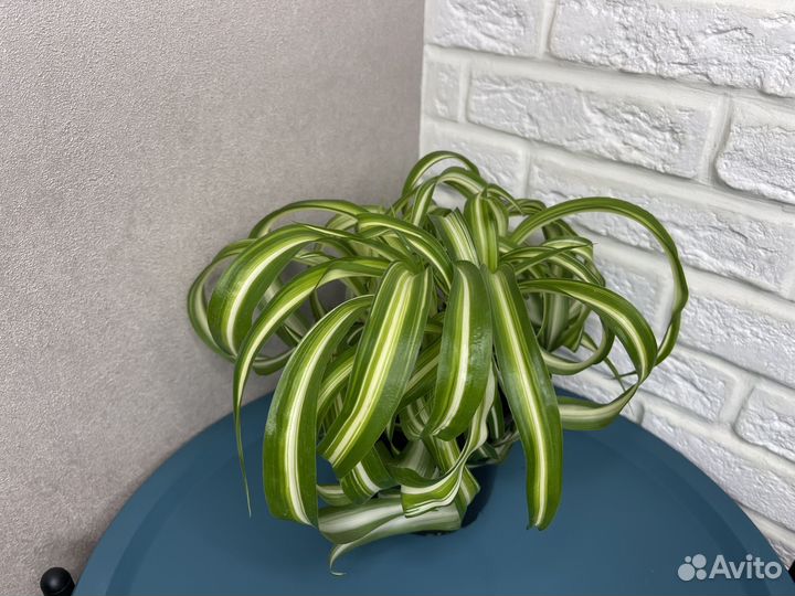 Хлорофитум хохлатый комнатеые цветы