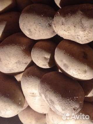 Продам картофель