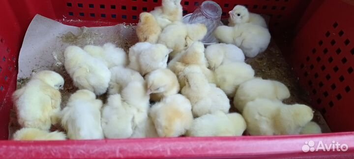 Корм стартовый